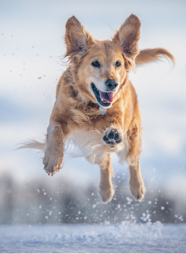 Pets | Animals