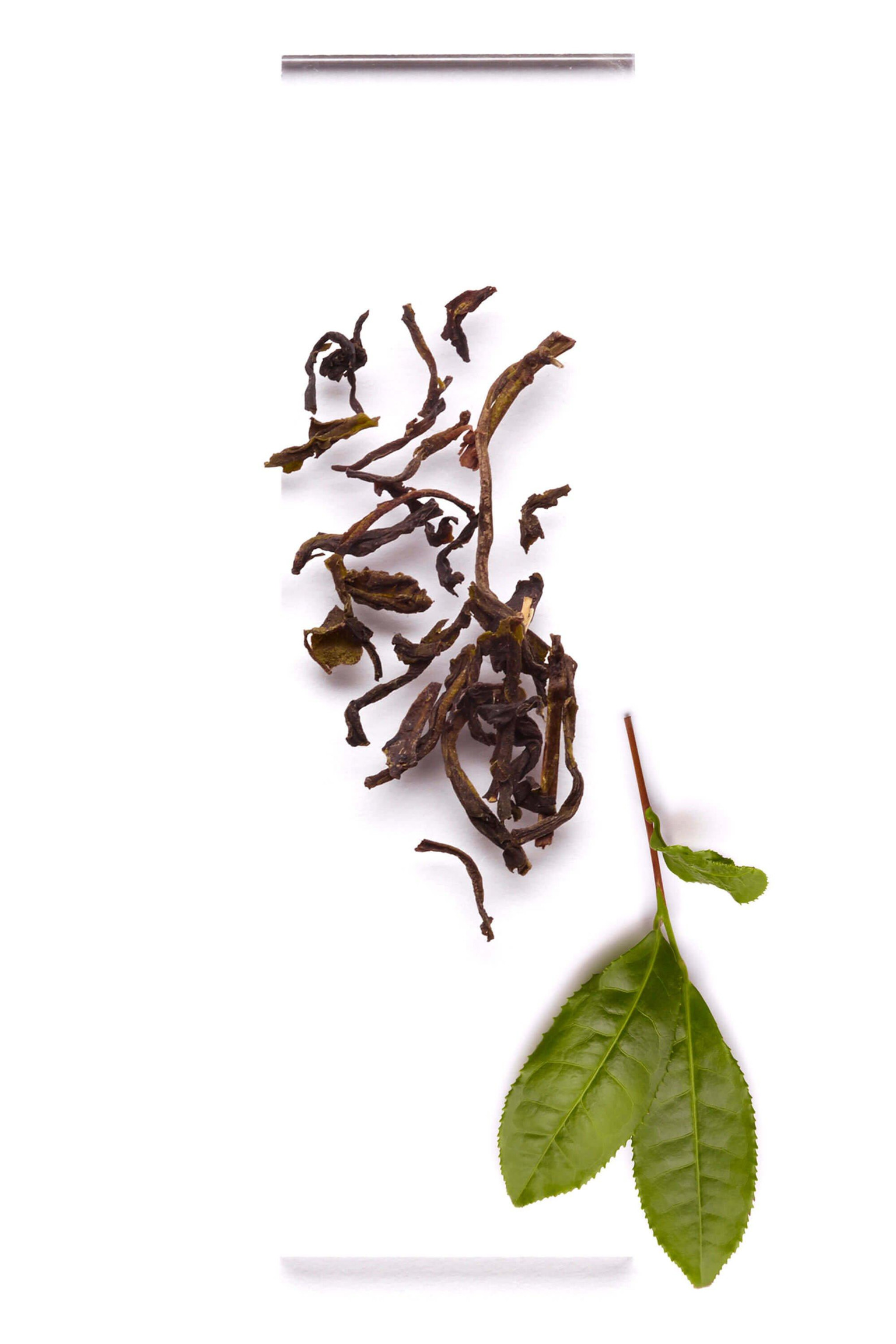 BLACK TEA 1