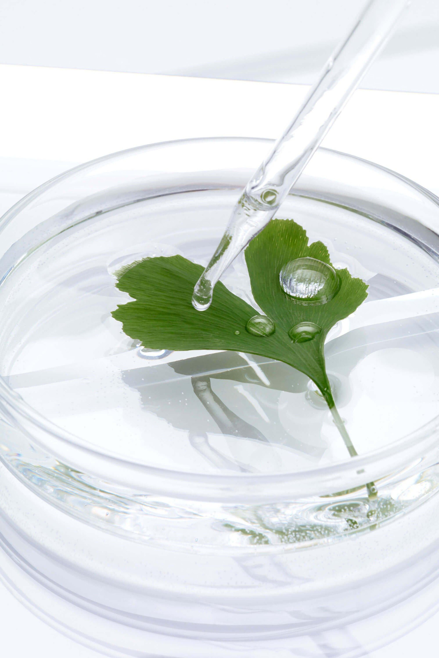 Ginkgo Biloba 1