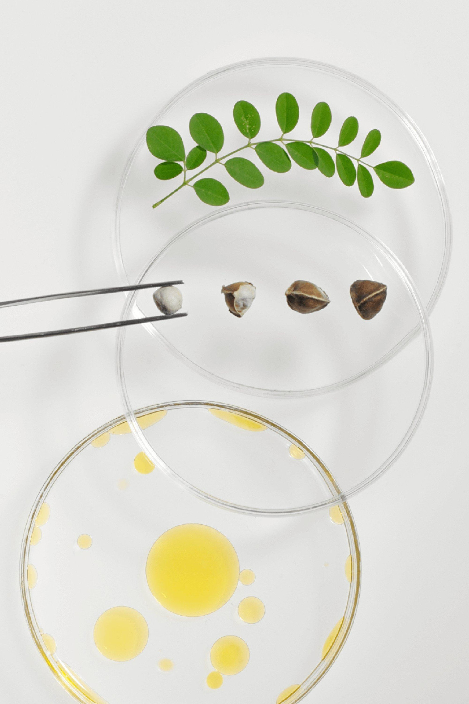 MORINGA OLEIFERA 1