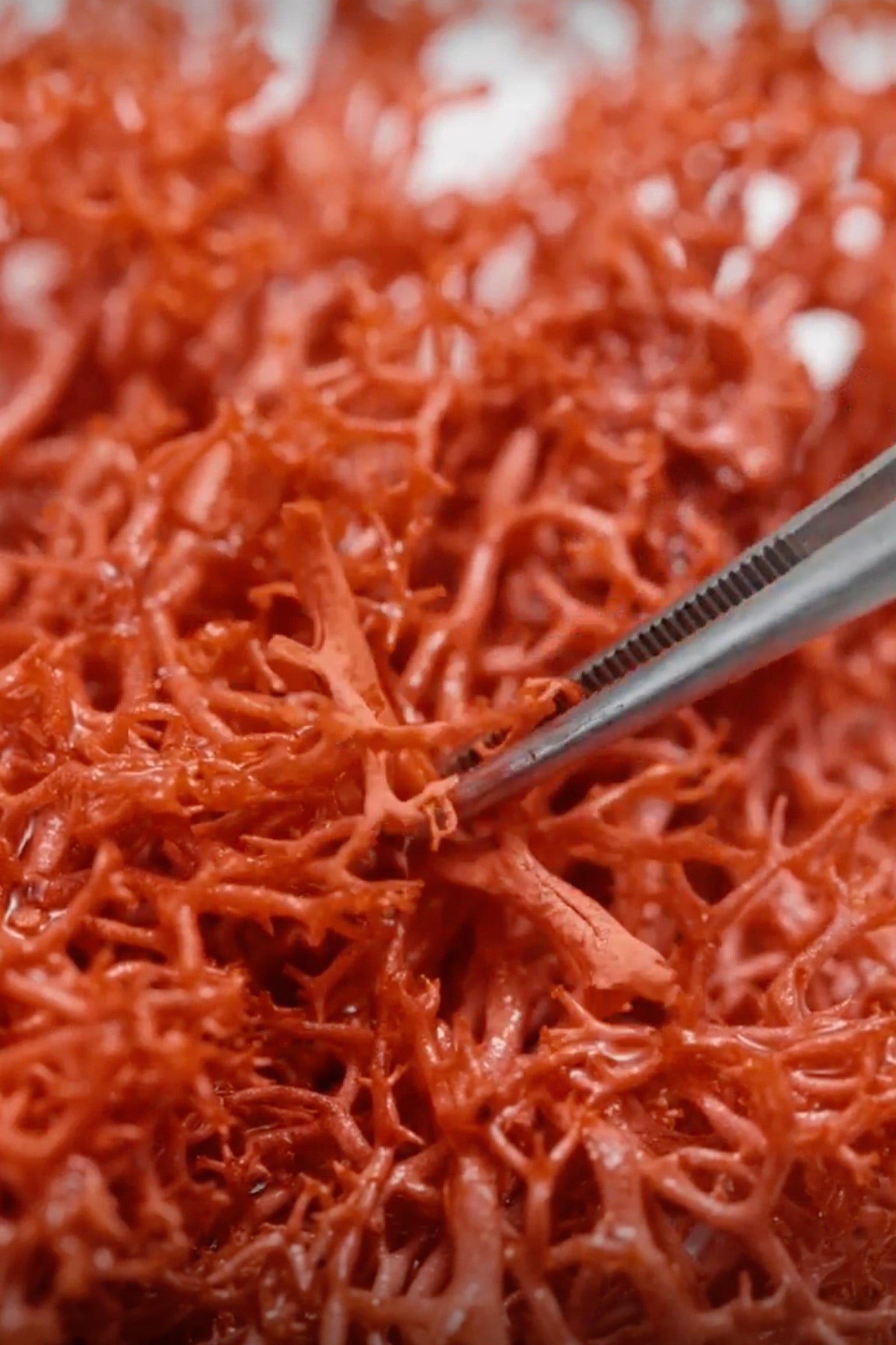 RED ALGAE 1
