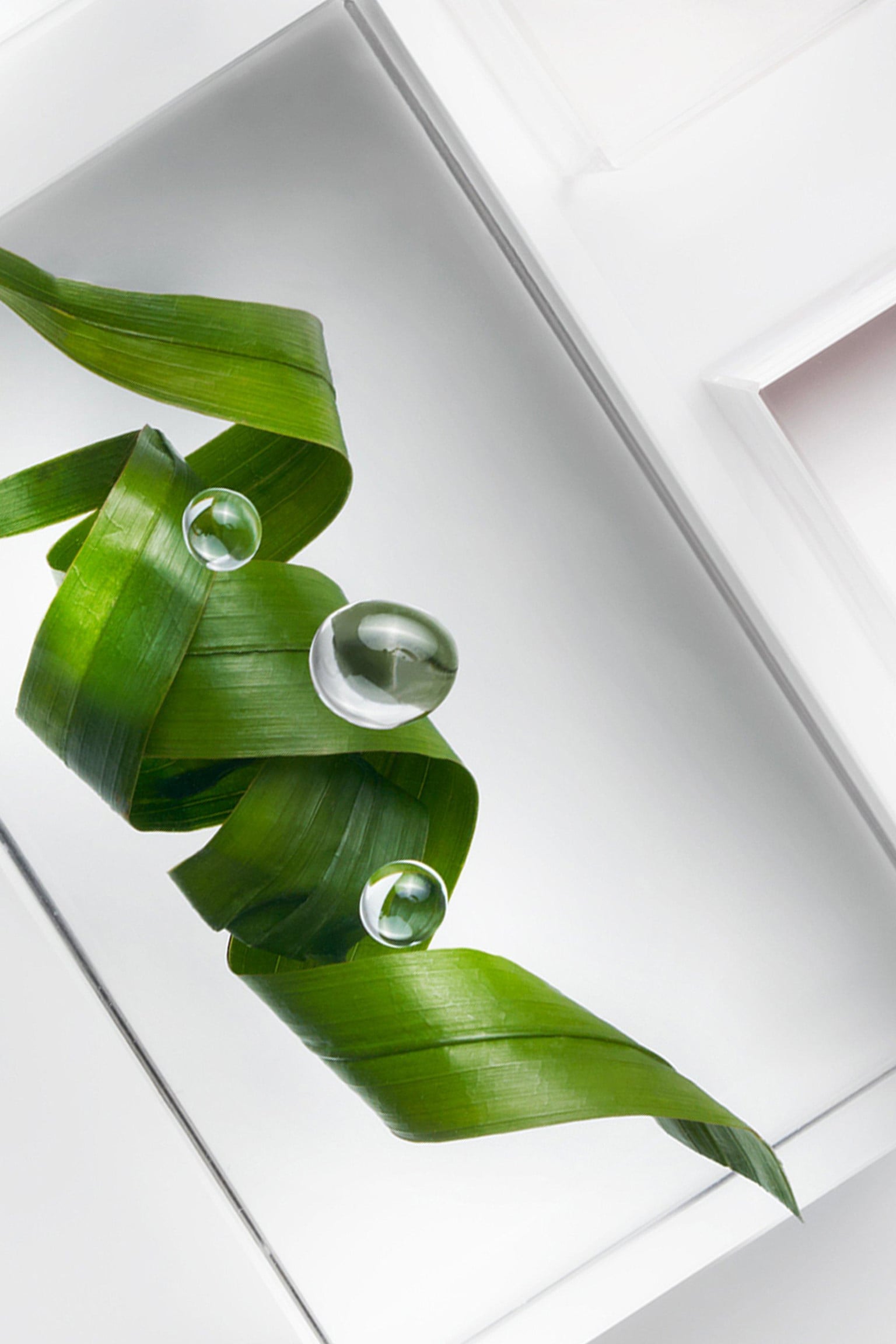 SERENOA SERRULATA FRUIT EXTRACT 1