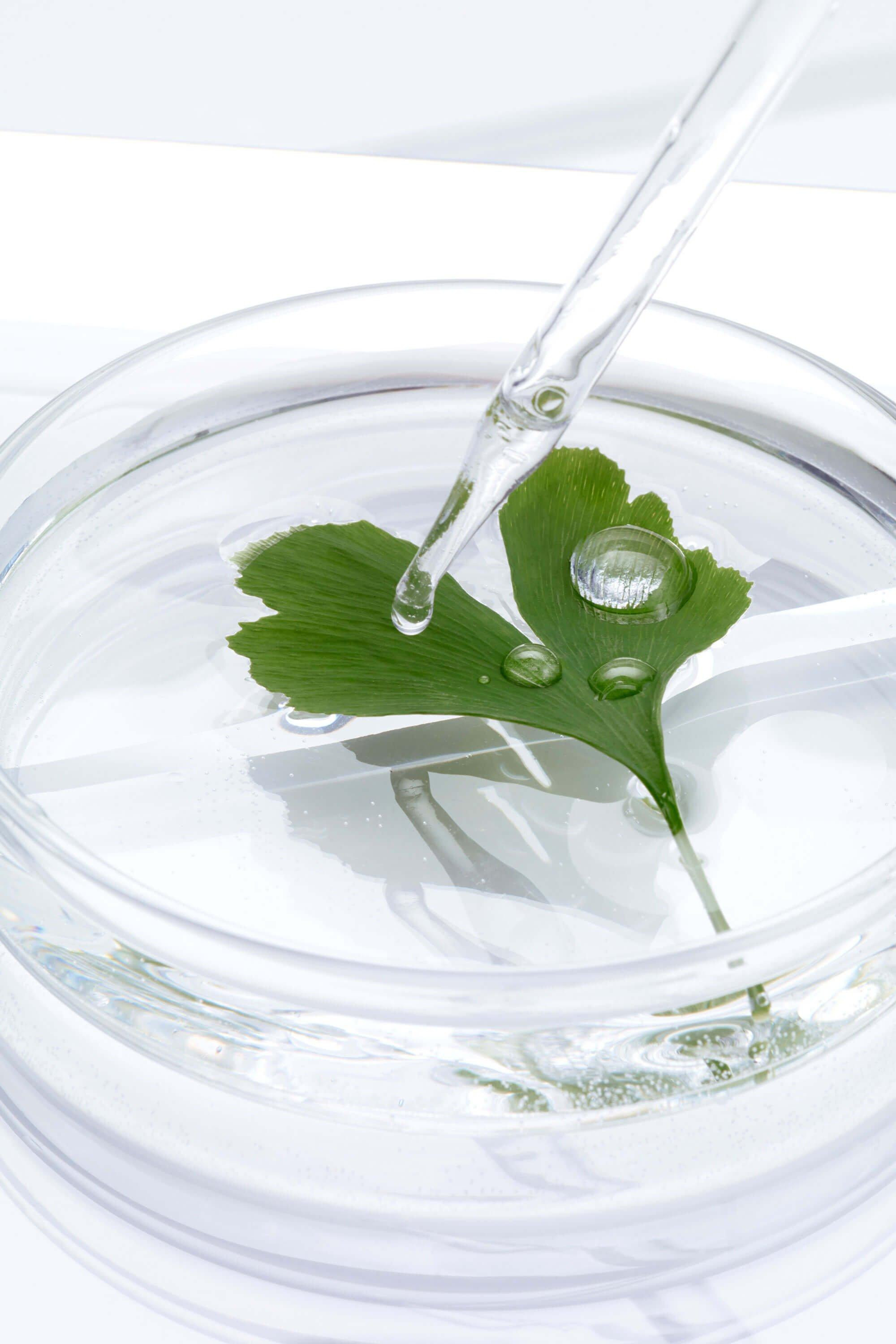Ginkgo Biloba 1