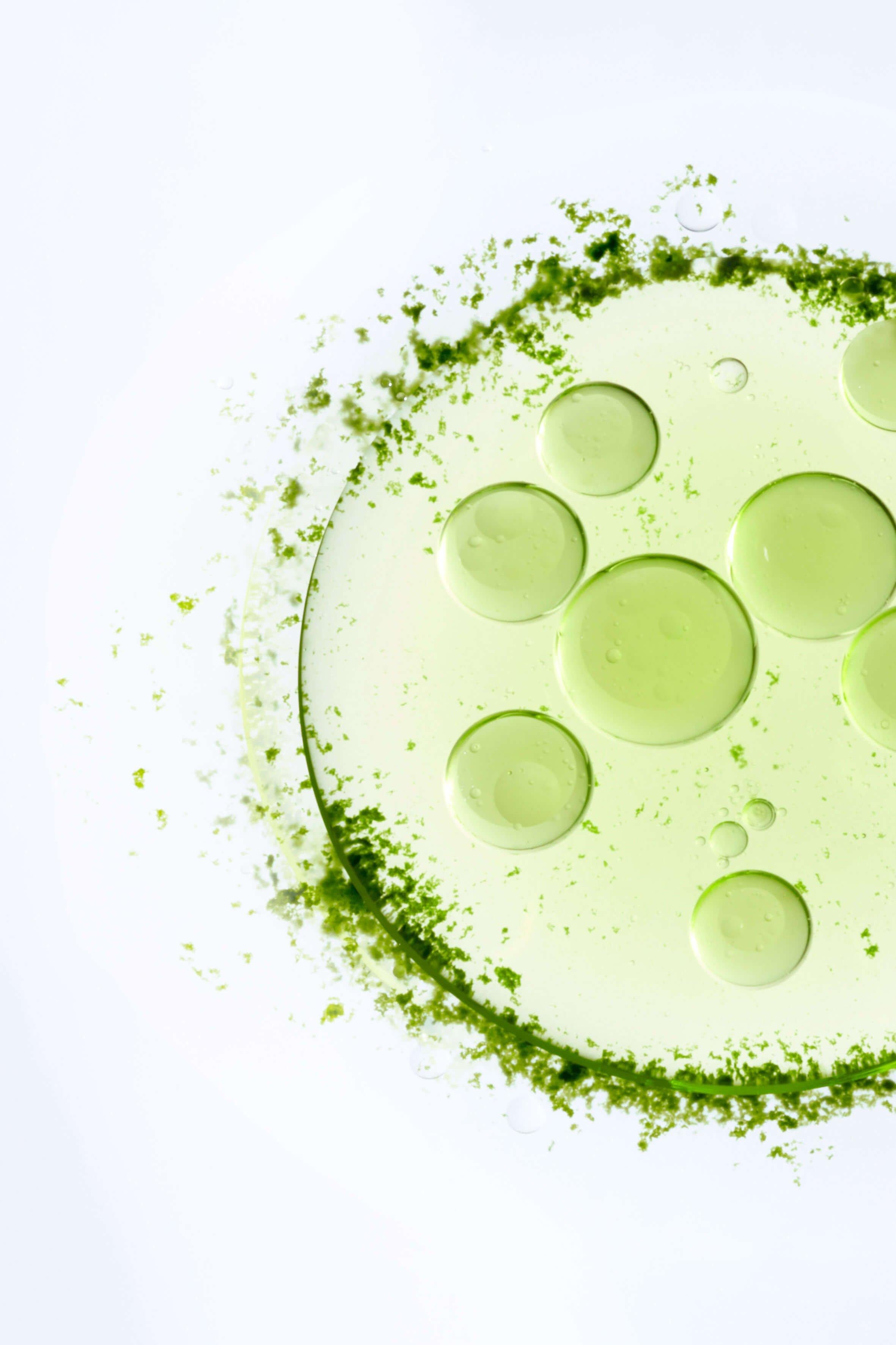 MICROALGAE 1