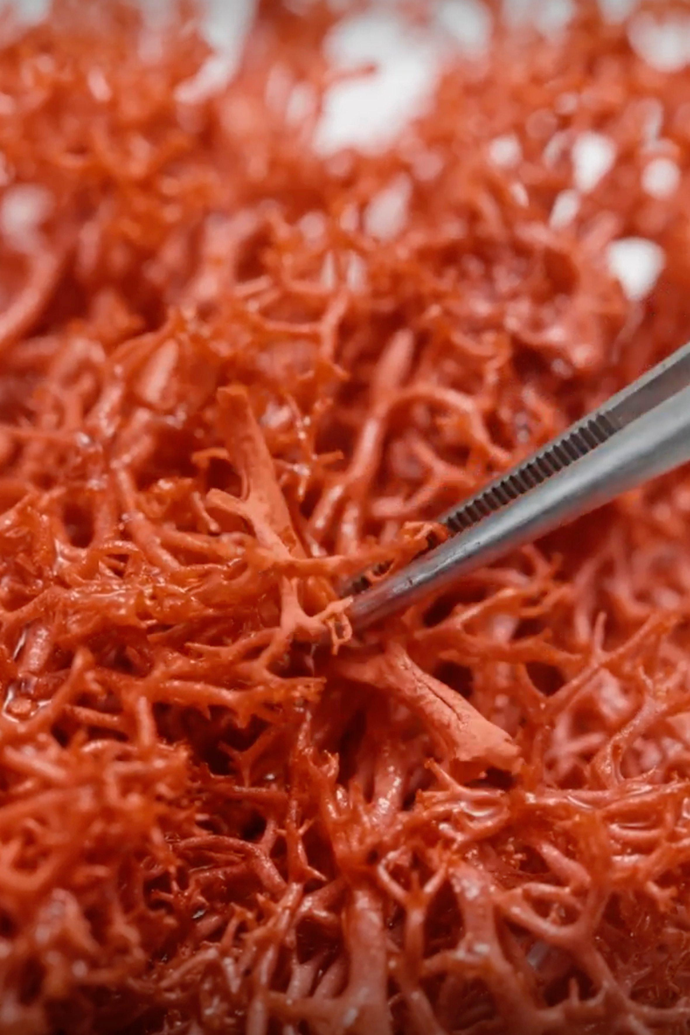 RED ALGAE 1