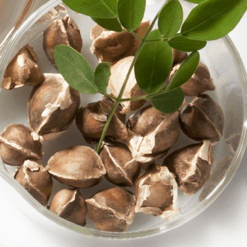 MORINGA OLEIFERA