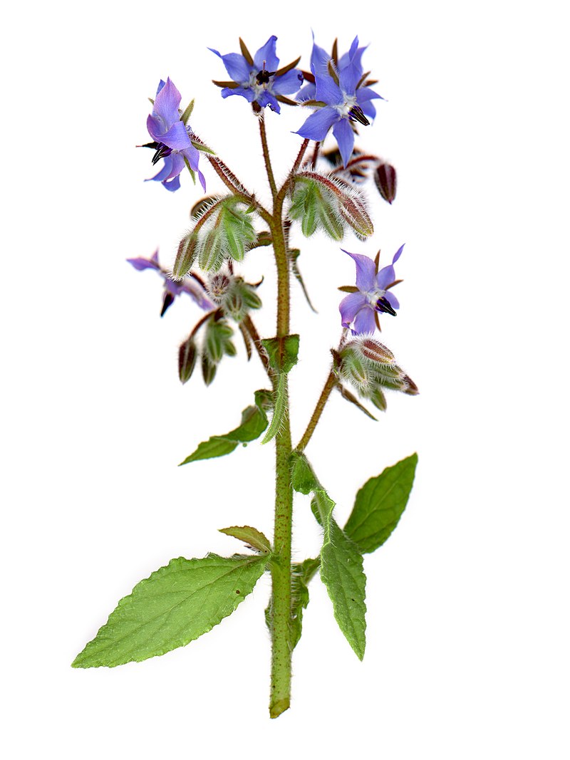 borage-plant.jpg