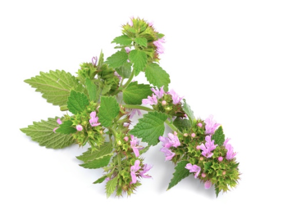 lemon-balm.png