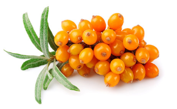 sea-buckthorn.png