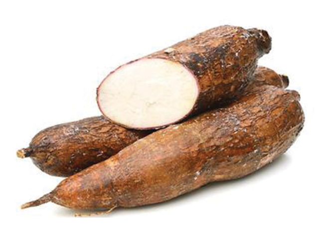 yucca-root.png