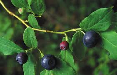 Huckleberry, 9 oz. Huckleberry, 9 oz.