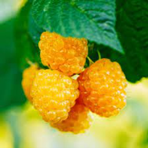 Golden Raspberry Preserves, 9 oz