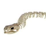 Serpent Squelette - Décor 36"