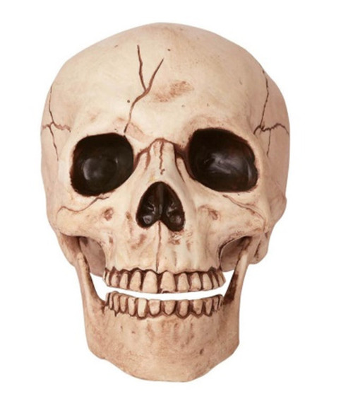 Crâne avec Mâchoire Mobile 6"