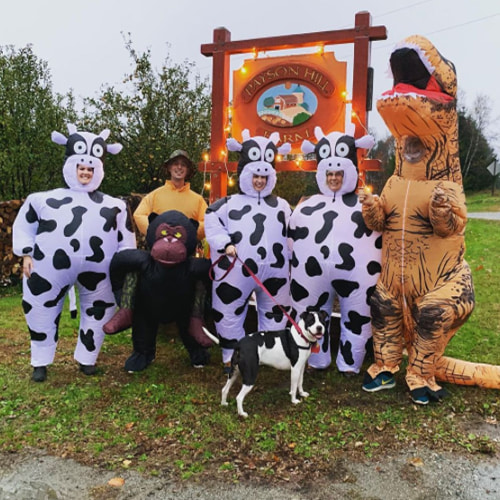 Costumes gonflables de vache, T-Rex et singe à la ferme