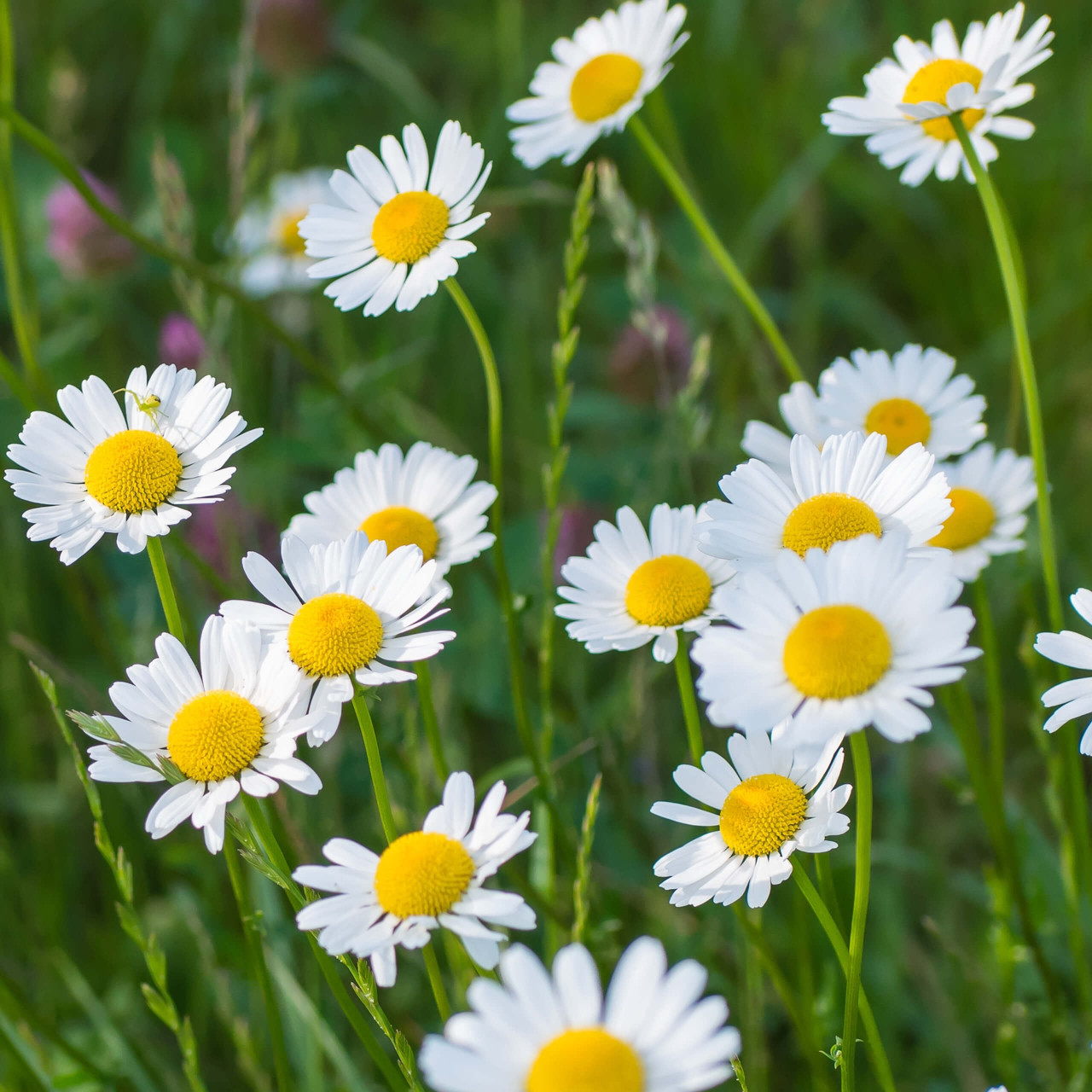 Chamomile Essential Oil - Help Me Choose Guide