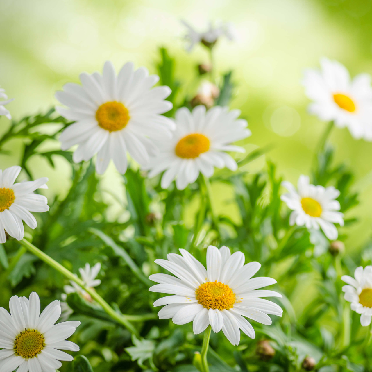 Chamomile Essential Oil - Help Me Choose Guide