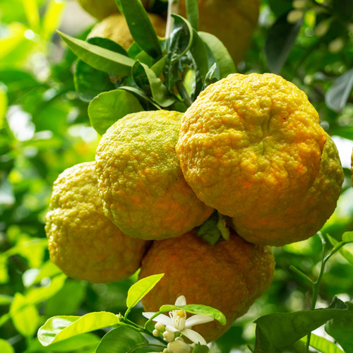 Bergamot (Natural Blend) Essential Oil