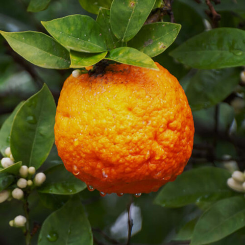 Bergamot Organic Essential Oil