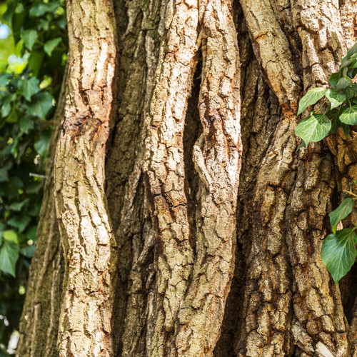 Cedarwood Essential Oil (Himalayan)