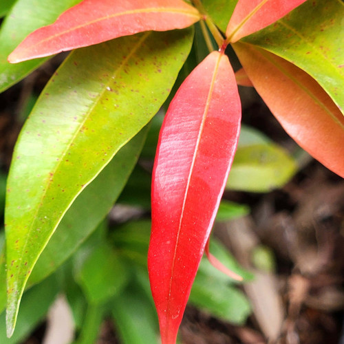 Clove Leaf Essential Oil (Rectified) Clove Leaf Essential Oil (Rectified)