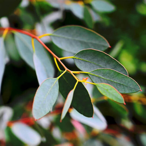 Eucalyptus Organic Essential Oil (Blue Mallee)