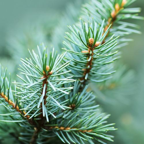 Fir Balsam Organic Essential Oil