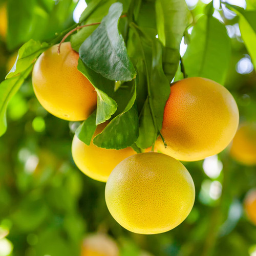 Grapefruit Pink (Natural Blend) Essential Oil Grapefruit Pink (Natural Blend) Essential Oil