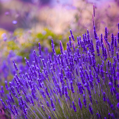 Lavender Essential Oil - Population