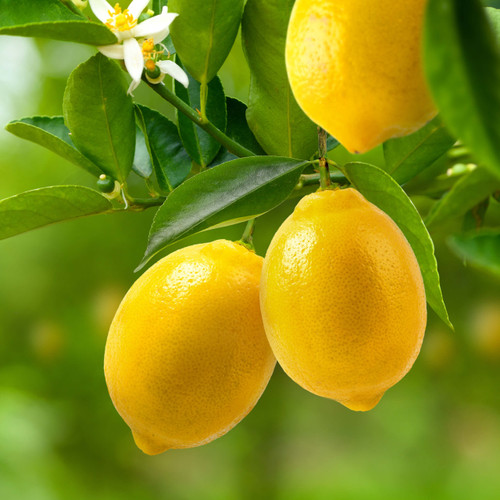 Lemon (Argentina) Essential Oil
