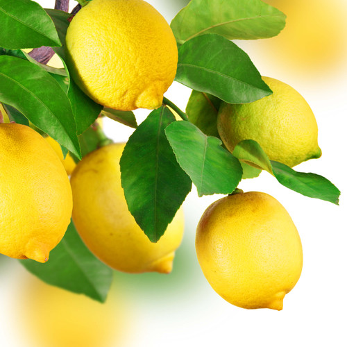 Lemon (Natural Blend) Essential Oil Lemon (Natural Blend) Essential Oil
