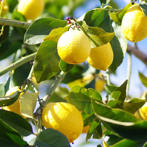 Lemon 5 Fold Essential Oil Lemon 5 Fold Essential Oil