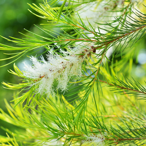 Tea Tree Organic Essential Oil (China) Tea Tree Organic Essential Oil (China)