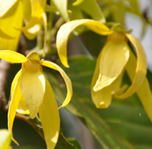 Ylang Ylang Essential Oil (#3) Ylang Ylang Essential Oil (#3)