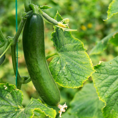Cucumber Peel (10:1) Botanical Extract
