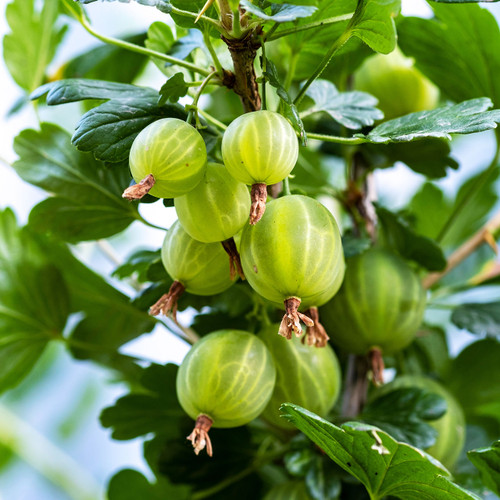 Gooseberry Liquid Extract - 100% Natural (Standardized)