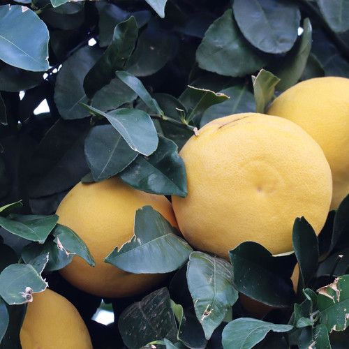 Grapefruit Liquid Extract - 100% Natural (Standardized)