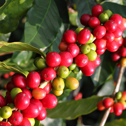 Green Coffee Liquid Extract - 100% Natural (Standardized)