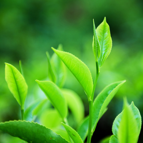 Green Tea Liquid Extract - 100% Natural (Standardized)