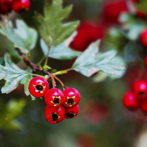 Hawthorn Liquid Extract - 100% Natural (Standardized)