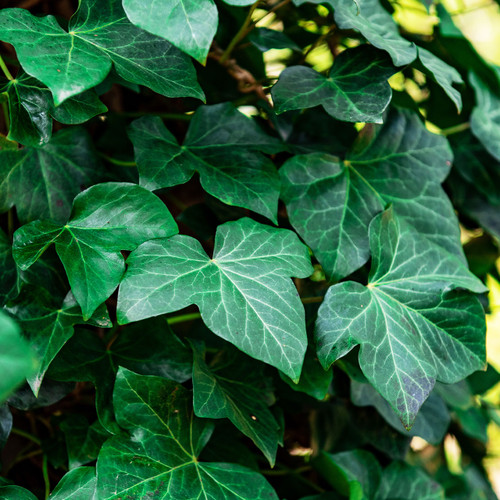 Ivy Liquid Extract - 100% Natural (Standardized)