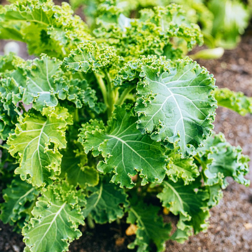 Kale Liquid Extract - 100% Natural (Standardized)