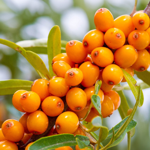 Sea Buckthorn Carrier Oil - Cosmetic Grade - Refined