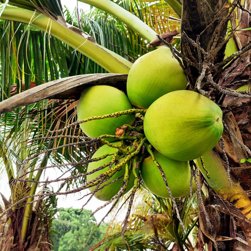 Coconut Virgin Carrier Oil