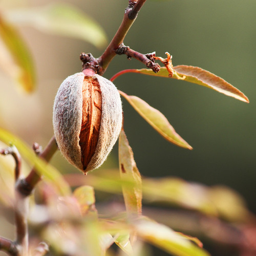 Almond Sweet Carrier Oil - Refined