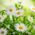 Chamomile (10:1) Botanical Extract