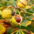 Horse Chestnut Botanical Extract