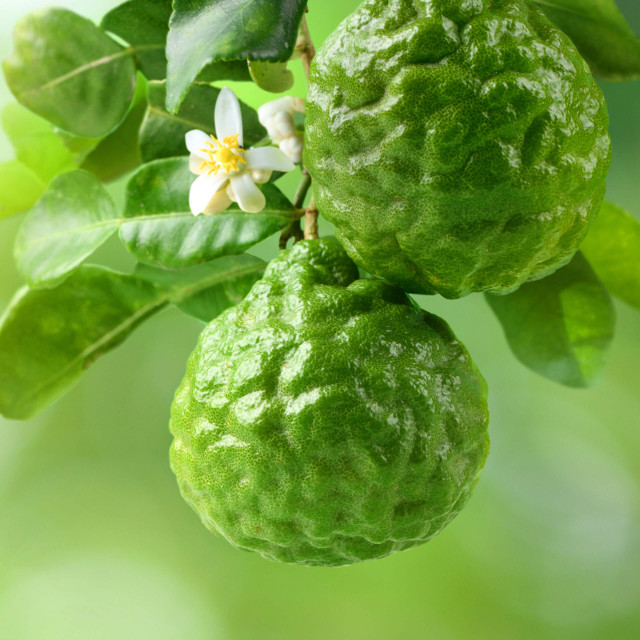 Japanese Peppermint Essential Oil | ECOCERT Certified