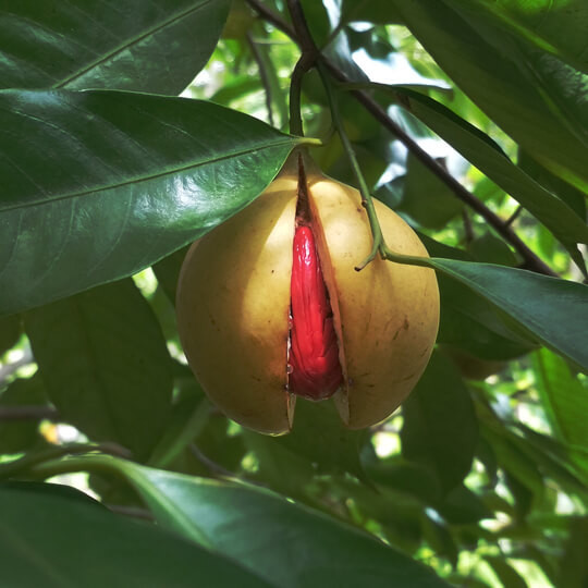 Nutmeg Essential Oil from New Directions Aromatics