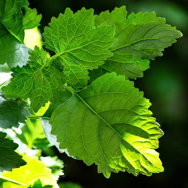 Aloe Vera Gel: Hydration & Nourishment | NDA